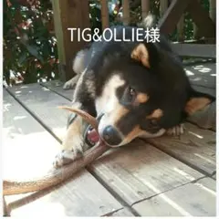 TIGu0026OLLIE様専用出品