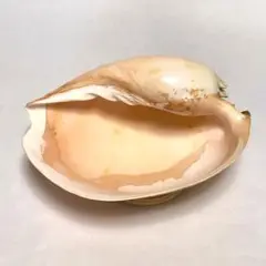 ヤシガイ(木製置台付)