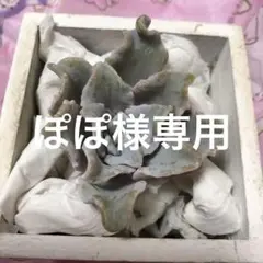 多肉 多肉植物 韓国苗 クリスペートビューティ