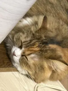 もかしゃん専用出品