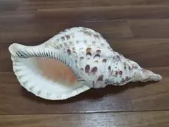 ホラ貝（沖縄産）41㎝