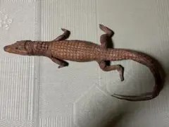 ワニの置物 剥製 人形 レトロ 昭和