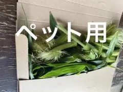 Item thumbnail for item e6105d17-5e72-4521-9d02-4b961eb99683