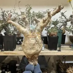 N*様 キフォステンマ ベティフォルメ ソマリア産 現地球 芽吹き 52CB キフォステンマ ベティフォルメ ＃02（ソマリア産） | BIZARRE GREEN