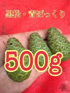 下北半島産赤松青ぼっくり　2キロ 採りたて 下北半島産 赤松青ぼっくり500g 採りたて - メルカリ