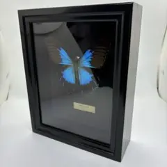 バードウィング製？ ドイツ箱 (幅50.7×奥行き41.8×高さ8cm) バードウィング製 ドイツ型標本箱 BW60(幅50.7×奥行き41.8×高さ