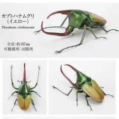 いきもの大図鑑　かぶとむし09 カブトハナムグリ（イエロー）　カプセル版