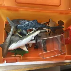 シャークボックス