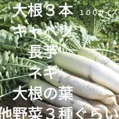 新鮮野菜セット 無農薬キャベツ、長芋、大根、大根の葉、ネギ、ほうれん草 カブ