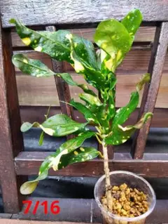 【大型♥3株】クロトン トビハ 飛び葉 クロトン：トビハ(飛び葉) 6号鉢植え の通販 | 園芸ネット