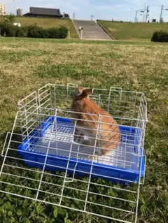 ペット キャリーケース 小動物用 ブルー【306】P1016
