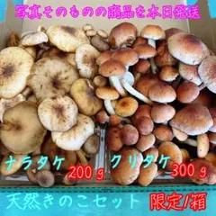 天然きのこセット♩クリタケ・ナラタケ500g以上❗️信州産