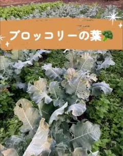 Item thumbnail for item e791beaa-21e8-4e0e-8c23-8b43a2d959ec