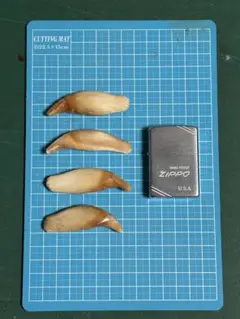 ツキノワグマ　牙　1頭分　4本セット