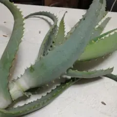 アロエ切り苗 A