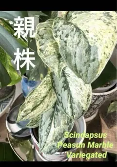 2025年最新】Scindapsus peasunの人気アイテム - メルカリ