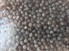訳ありマグネシウム粒 2000g 99.9% 5mm 2kg (1kg+1kg)