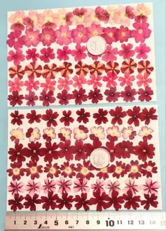 押し花、ピンクと赤のバーベナ