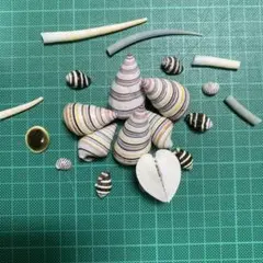 サオトメイトヒキマイマイ他、貝殻 工作向き