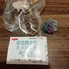 未開封未使用原色爬虫類カメ目図鑑新改訂版タイマイウミガメ科ガチャフィギュア