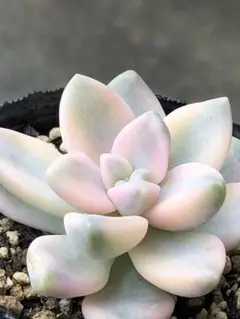 多肉植物 ティテュバンス錦 アプリコット美人錦 カット苗