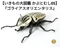 【いきもの大図鑑 かぶとむし05】『ゴライアスオリエンタリス』【レア】