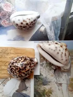 【3点セット】Cypraea tigris ホシダカラガイ 小型 美麗模様❤︎