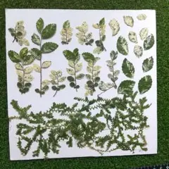 クラマゴケ✽ニレケヤキの葉✽押し花素材✽ふしぎな花倶楽部✽メルカリ便