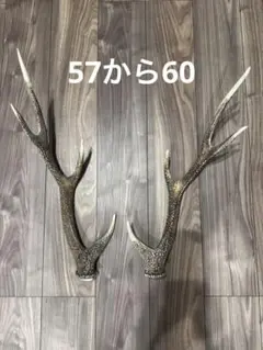 鹿の角