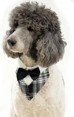 Item thumbnail for item e09e76ad-3b51-47d9-8cb0-70390d85ccb1