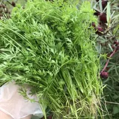 Item thumbnail for item 854bb3f4-4c0d-4a73-8f4a-4830eed97178