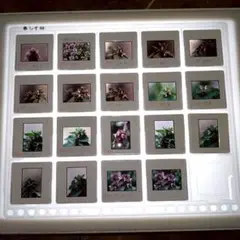 Item thumbnail for item cf4fdc5e-4f04-4bc1-93ab-3d0bd52aaf2e