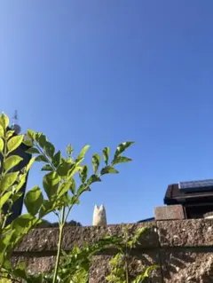 Item thumbnail for item 42bb75f4-acaf-4270-b4ea-423e45ac5032