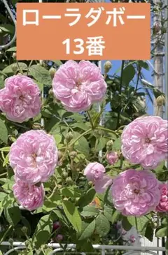 バラ　新苗　ローラダボー　フランス版　正規品 ローラダボー』入荷です✨ こちら @vintage_old_rose さんから枝