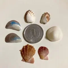 貝殻　ミックス　天然素材　11