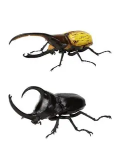 いきもの大図鑑かぶとむし09 カプセル版限定仕様含む 2種類セット