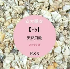 【F5】♥大量♥天然ミニサイズ貝殻　約250個