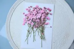 押し花　カラフルかすみ草20本