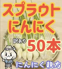 スプラウトにんにく 発芽にんにく 訳あり50本 にんにく親方
