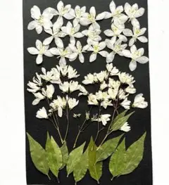 T-31　押し花　うつぎ　花・枝・葉