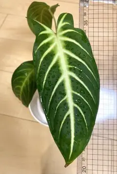 超希少❗️特大❗️アロカシア　キサントソーマ　リンデニー✨ 20green09-52-2.jpg