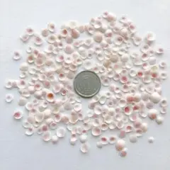 No402 リンゴガイ 天然貝殻 微小貝 セット