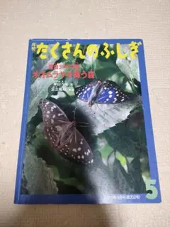 たくさんのふしぎ 昆虫少年の夢 オオムラサキ舞う森