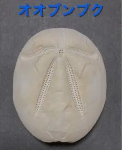 ブンブク♡ウニ殻♡標本 オオブンブク ブンブク ウニ ウニ殻 標本 - メルカリ