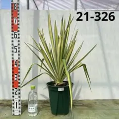 ユッカ　ゴールデンソード【21-319】 ユッカ・フィラメントーサ ゴールデンソード(斑入葉) リビングや