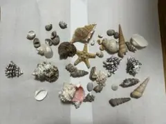 貝殻MIX(消毒済み)