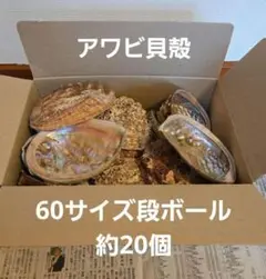 アワビ貝殻　約20個セット