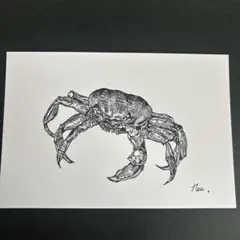 ボールペン画　かに