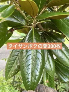 タイサンボクの葉300枚