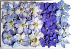 押し花　水色、青、紫色千鳥草55枚